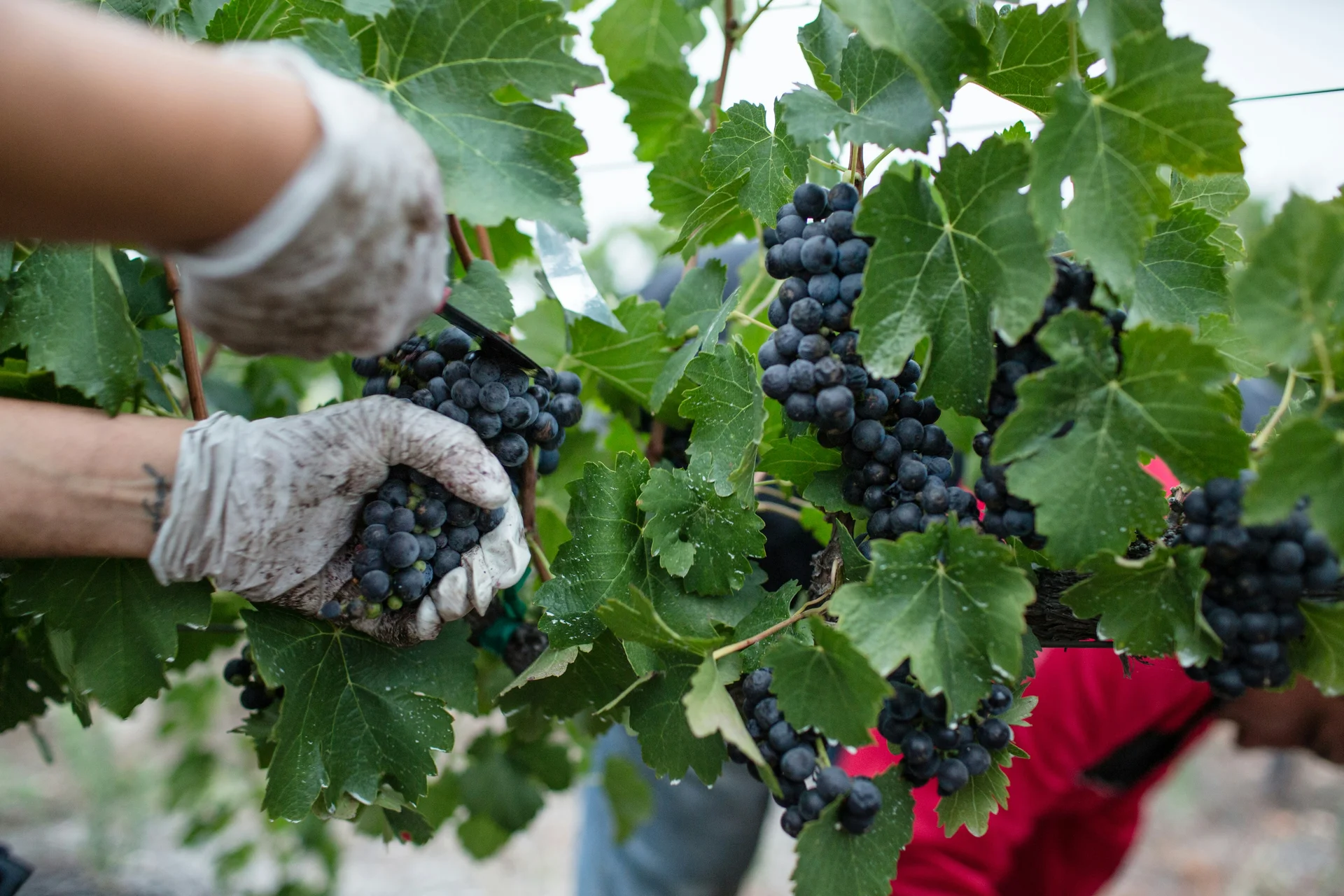 Cosecha de uva Malbec